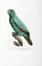  Levaillant Franois : Histoire naturelle des perroquets. Tome premier (-second).  [..]