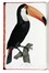  Levaillant François : Histoire naturelle des oiseaux de paradis et des rolliers, suivie de celle des Toucans et des Barbus. Tome premier (-second).  - Asta Libri a stampa dal XV al XIX secolo [Parte II] - Libreria Antiquaria Gonnelli - Casa d'Aste - Gonnelli Casa d'Aste