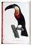  Levaillant François : Histoire naturelle des oiseaux de paradis et des rolliers, suivie de celle des Toucans et des Barbus. Tome premier (-second).  - Asta Libri a stampa dal XV al XIX secolo [Parte II] - Libreria Antiquaria Gonnelli - Casa d'Aste - Gonnelli Casa d'Aste