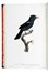  Levaillant François : Histoire naturelle des oiseaux de paradis et des rolliers, suivie de celle des Toucans et des Barbus. Tome premier (-second).  - Asta Libri a stampa dal XV al XIX secolo [Parte II] - Libreria Antiquaria Gonnelli - Casa d'Aste - Gonnelli Casa d'Aste