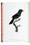  Levaillant Franois : Histoire naturelle des oiseaux de paradis et des rolliers, suivie de celle des Toucans et des Barbus. Tome premier (-second).  - Asta Libri a stampa dal XV al XIX secolo [Parte II] - Libreria Antiquaria Gonnelli - Casa d'Aste - Gonnelli Casa d'Aste