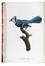  Levaillant François : Histoire naturelle des oiseaux de paradis et des rolliers, suivie de celle des Toucans et des Barbus. Tome premier (-second).  - Asta Libri a stampa dal XV al XIX secolo [Parte II] - Libreria Antiquaria Gonnelli - Casa d'Aste - Gonnelli Casa d'Aste