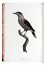  Levaillant François : Histoire naturelle des oiseaux de paradis et des rolliers, suivie de celle des Toucans et des Barbus. Tome premier (-second).  - Asta Libri a stampa dal XV al XIX secolo [Parte II] - Libreria Antiquaria Gonnelli - Casa d'Aste - Gonnelli Casa d'Aste