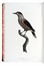  Levaillant Franois : Histoire naturelle des oiseaux de paradis et des rolliers, suivie de celle des Toucans et des Barbus. Tome premier (-second).  - Asta Libri a stampa dal XV al XIX secolo [Parte II] - Libreria Antiquaria Gonnelli - Casa d'Aste - Gonnelli Casa d'Aste