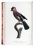  Levaillant François : Histoire naturelle des oiseaux de paradis et des rolliers, suivie de celle des Toucans et des Barbus. Tome premier (-second).  - Asta Libri a stampa dal XV al XIX secolo [Parte II] - Libreria Antiquaria Gonnelli - Casa d'Aste - Gonnelli Casa d'Aste