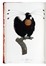  Levaillant François : Histoire naturelle des oiseaux de paradis et des rolliers, suivie de celle des Toucans et des Barbus. Tome premier (-second).  - Asta Libri a stampa dal XV al XIX secolo [Parte II] - Libreria Antiquaria Gonnelli - Casa d'Aste - Gonnelli Casa d'Aste