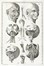  Winslow Jacques Bénigne : Esposizione anatomica della struttura del corpo umano [...] Tomo primo (-secondo).  - Asta Libri a stampa dal XV al XIX secolo [Parte II] - Libreria Antiquaria Gonnelli - Casa d'Aste - Gonnelli Casa d'Aste