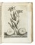  Ferrari Giovanni Battista : Flora overo cultura di fiori [...] distinta in quattro libri e trasportata dalla lingua latina all'italiana da Lodovico Aureli... Figurato, Botanica, Scienze naturali, Collezionismo e Bibliografia, Scienze naturali  Lodovico Aureli, Anna Maria Vaiana, Guido Reni  (Calvenzano di Vergate, 1575 - Bologna, 1642), Pietro Berrettini (detto Pietro da Cortona)  (Cortona, 1596 - Roma, 1669)  - Auction Books from XV to XIX Century [II Part] - Libreria Antiquaria Gonnelli - Casa d'Aste - Gonnelli Casa d'Aste