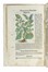  Bock Hieronymus : [Kreter Buch.]  - Asta Libri a stampa dal XV al XIX secolo [Parte II] - Libreria Antiquaria Gonnelli - Casa d'Aste - Gonnelli Casa d'Aste