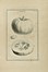  Tournefort (de) Pitton Joseph : Institutiones rei herbariae. Editio tertia. Appendicibus aucta ab Antonio De Jussieu [...] Tomus primo [-tertio]. Botanica, Scienze naturali, Scienze naturali  - Auction Books from XV to XIX Century [II Part] - Libreria Antiquaria Gonnelli - Casa d'Aste - Gonnelli Casa d'Aste