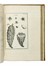  Tournefort (de) Pitton Joseph : Institutiones rei herbariae. Editio tertia. Appendicibus aucta ab Antonio De Jussieu [...] Tomus primo [-tertio]. Botanica, Scienze naturali, Scienze naturali  - Auction Books from XV to XIX Century [II Part] - Libreria Antiquaria Gonnelli - Casa d'Aste - Gonnelli Casa d'Aste