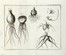  Duhamel du Monceau Henri Louis : La fisica degli alberi in cui si tratta dell'anatomia delle piante e dell'economia vegetabile [...]. Parte prima (-seconda).  - Asta Libri a stampa dal XV al XIX secolo [Parte II] - Libreria Antiquaria Gonnelli - Casa d'Aste - Gonnelli Casa d'Aste