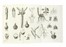 Pollini Ciro : Elementi di botanica [...] con molte tavole in rame disegnate dall'autore. Volume I (-II).  - Asta Libri a stampa dal XV al XIX secolo [Parte II] - Libreria Antiquaria Gonnelli - Casa d'Aste - Gonnelli Casa d'Aste