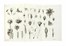  Pollini Ciro : Elementi di botanica [...] con molte tavole in rame disegnate dall'autore. Volume I (-II). Botanica, Scienze naturali, Scienze naturali  - Auction Books from XV to XIX Century [II Part] - Libreria Antiquaria Gonnelli - Casa d'Aste - Gonnelli Casa d'Aste