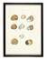  Anonimo della prima metà del XIX secolo : Raccolta di trenta acquerelli raffiguranti conchiglie.  - Auction Ancient Art [I Part] - Libreria Antiquaria Gonnelli - Casa d'Aste - Gonnelli Casa d'Aste