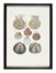  Anonimo della prima metà del XIX secolo : Raccolta di trenta acquerelli raffiguranti conchiglie.  - Auction Ancient Art [I Part] - Libreria Antiquaria Gonnelli - Casa d'Aste - Gonnelli Casa d'Aste