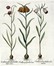  Basilius Besler  (Norimberga, 1561 - 1629) : Quattro tavole da Hortus Eystettensis.  - Auction Ancient Art [I Part] - Libreria Antiquaria Gonnelli - Casa d'Aste - Gonnelli Casa d'Aste