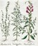  Basilius Besler  (Norimberga, 1561 - 1629) : Quattro tavole da Hortus Eystettensis.  [..]