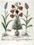  Basilius Besler  (Norimberga, 1561 - 1629) : Quattro tavole da Hortus Eystettensis.  [..]
