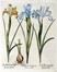 Basilius Besler  (Norimberga, 1561 - 1629) : Quattro tavole da Hortus Eystettensis.  [..]