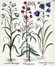  Basilius Besler  (Norimberga, 1561 - 1629) : Quattro tavole da Hortus Eystettensis.  [..]