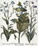  Basilius Besler  (Norimberga, 1561 - 1629) : Quattro tavole da Hortus Eystettensis.  [..]