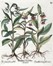  Basilius Besler  (Norimberga, 1561 - 1629) : Quattro tavole da Hortus Eystettensis.  [..]