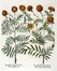  Basilius Besler  (Norimberga, 1561 - 1629) : Quattro tavole da Hortus Eystettensis.  [..]
