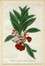  Johann Wilhelm Weinmann  (Gardelegen, 1683 - 1741) : Sette tavole botaniche da Phytanthoza Iconographia.  - Auction Ancient Art [I Part] - Libreria Antiquaria Gonnelli - Casa d'Aste - Gonnelli Casa d'Aste