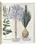  Besler Basilius : Hortus Eystettensis. Botanica, Facsimili, Scienze naturali, Collezionismo  [..]