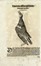  Conrad Gessner  (Zurigo, 1516 - 1565) : Otto tavole ornitologiche da Conradi Gesneri medici Tigurini historiae animalium ...  - Auction Ancient, Modern and Contemporary Art [I Part] - Libreria Antiquaria Gonnelli - Casa d'Aste - Gonnelli Casa d'Aste