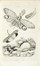  Guerin-Méneville Félix-Edouard : Dictionnaire pittoresque d'histoire naturelle et des phénomènes de la nature, contenant l'histoire des animaux, des végétaux [...]. Tome premier (-neuvième).  Charles Beyer  - Asta Libri, autografi e manoscritti - Libreria Antiquaria Gonnelli - Casa d'Aste - Gonnelli Casa d'Aste