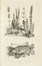  Guerin-Méneville Félix-Edouard : Dictionnaire pittoresque d'histoire naturelle et des phénomènes de la nature, contenant l'histoire des animaux, des végétaux [...]. Tome premier (-neuvième).  Charles Beyer  - Asta Libri, autografi e manoscritti - Libreria Antiquaria Gonnelli - Casa d'Aste - Gonnelli Casa d'Aste
