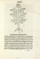  Arnaldo de Vilanova : [Tractatus de virtutibus herbarum]. Incunabolo, Botanica,  [..]