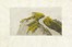  Giuseppe Ugonia  (Faenza, 1881 - Brisighella, 1944) : Lotto composto di 2 incisioni.  Adolfo De Carolis  (Montefiore dell'Aso, 1874 - Roma, 1928)  - Asta Arte Moderna e Contemporanea [Parte II] - Libreria Antiquaria Gonnelli - Casa d'Aste - Gonnelli Casa d'Aste