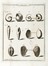  Soldani Ambrogio : Saggio orittografico ovvero osservazioni sopra le terre nautilitiche ed ammonitiche della Toscana. Conchiglie, Scienze naturali  Giuseppe Giuli  - Auction Books, autographs and manuscripts - Libreria Antiquaria Gonnelli - Casa d'Aste - Gonnelli Casa d'Aste