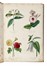  Le Maout Emmanuel : Les trois règnes de la Nature. Botanique. Organographie et taxonomie. Histoire naturelle des familles végétales...  - Asta Libri, autografi e manoscritti - Libreria Antiquaria Gonnelli - Casa d'Aste - Gonnelli Casa d'Aste