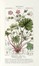 Dizionario delle Scienze Naturali, nel quale si tratta metodicamente dei differenti esseri della Natura, [...] la medicina, l'agricoltura, il commercio, e le arti [...] accompagnato da una biografia de' più celebri Naturalisti...  - Asta Libri, Autografi e Manoscritti - Libreria Antiquaria Gonnelli - Casa d'Aste - Gonnelli Casa d'Aste