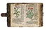 Ryff Walther Hermann : [Kurtzes Handtbuechlein, und Experiment...]. Botanica, Figurato, Legatura, Scienze naturali, Collezionismo e Bibliografia, Collezionismo e Bibliografia  - Auction Books, autographs and manuscripts - Libreria Antiquaria Gonnelli - Casa d'Aste - Gonnelli Casa d'Aste