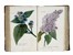  Piccioli Antonio : L'antotrofia, ossia la coltivazione de' fiori... Botanica, Scienze naturali  - Auction Books, Autographs and Manuscripts - Libreria Antiquaria Gonnelli - Casa d'Aste - Gonnelli Casa d'Aste