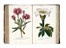  Piccioli Antonio : L'antotrofia, ossia la coltivazione de' fiori... Botanica, Scienze naturali  - Auction Books, Autographs and Manuscripts - Libreria Antiquaria Gonnelli - Casa d'Aste - Gonnelli Casa d'Aste