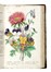  Piccioli Antonio : L'antotrofia, ossia la coltivazione de' fiori... Botanica, Scienze naturali  - Auction Books, Autographs and Manuscripts - Libreria Antiquaria Gonnelli - Casa d'Aste - Gonnelli Casa d'Aste