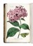  Piccioli Antonio : L'antotrofia, ossia la coltivazione de' fiori... Botanica, Scienze naturali  - Auction Books, Autographs and Manuscripts - Libreria Antiquaria Gonnelli - Casa d'Aste - Gonnelli Casa d'Aste