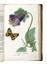  Piccioli Antonio : L'antotrofia, ossia la coltivazione de' fiori... Botanica, Scienze naturali  - Auction Books, Autographs and Manuscripts - Libreria Antiquaria Gonnelli - Casa d'Aste - Gonnelli Casa d'Aste