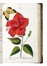  Piccioli Antonio : L'antotrofia, ossia la coltivazione de' fiori... Botanica, Scienze naturali  - Auction Books, Autographs and Manuscripts - Libreria Antiquaria Gonnelli - Casa d'Aste - Gonnelli Casa d'Aste