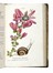  Piccioli Antonio : L'antotrofia, ossia la coltivazione de' fiori... Botanica, Scienze naturali  - Auction Books, Autographs and Manuscripts - Libreria Antiquaria Gonnelli - Casa d'Aste - Gonnelli Casa d'Aste