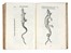  Aldrovandi Ulisse : De quadrupedibus digitatis viviparis libri tres et de quadrupedibus digitatis oviparis libri duo...  - Auction Books, Autographs and Manuscripts - Libreria Antiquaria Gonnelli - Casa d'Aste - Gonnelli Casa d'Aste