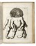 Liceti Fortunio : De monstris [...] Editio novissima iconibus illustrata. Medicina  - Auction Books, Autographs and Manuscripts - Libreria Antiquaria Gonnelli - Casa d'Aste - Gonnelli Casa d'Aste