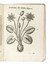  Alpino Prospero : De plantis Aegyptiis...  Johan Vesling  - Auction Books, Autographs and Manuscripts - Libreria Antiquaria Gonnelli - Casa d'Aste - Gonnelli Casa d'Aste