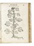  Alpino Prospero : De plantis Aegypti liber. Cum observationibus & notis Ioannis Veslingii... Botanica, Egittologia, Figurato, Scienze naturali, Storia, Diritto e Politica, Collezionismo e Bibliografia  - Auction Books, Autographs and Manuscripts - Libreria Antiquaria Gonnelli - Casa d'Aste - Gonnelli Casa d'Aste